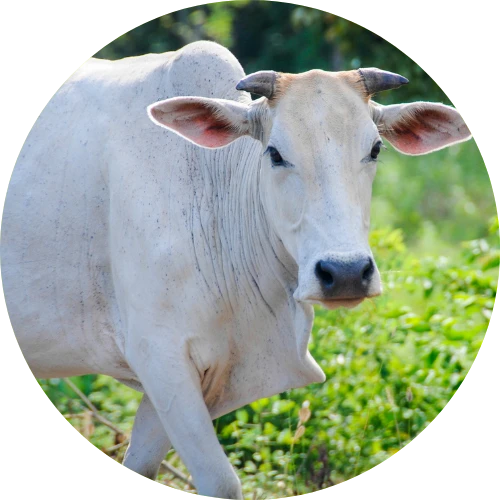 Panchagavya