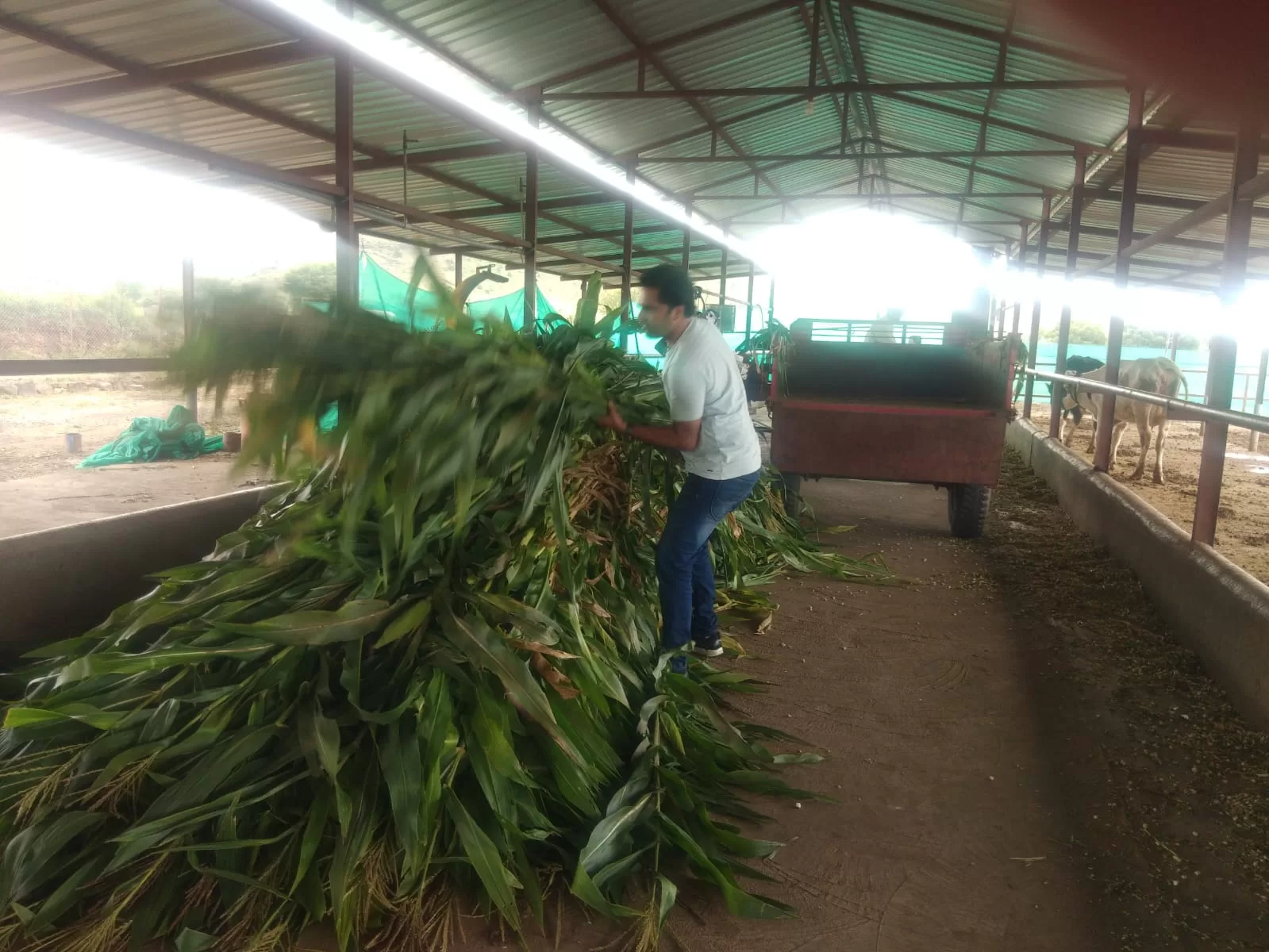 Aarushi Kandi Pedhe Farm at Satara